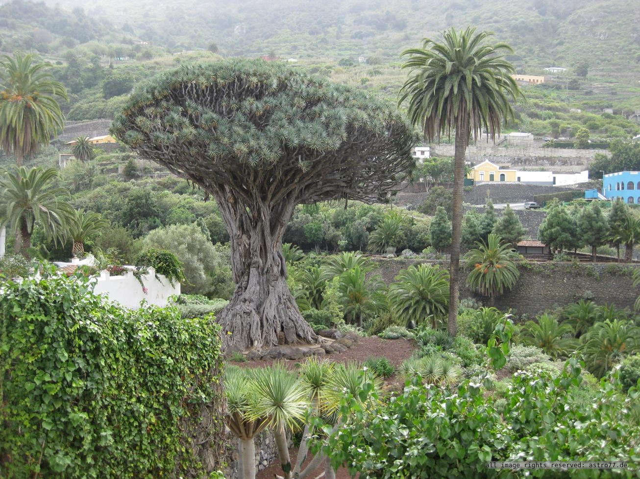 Tenerife Drago Tree